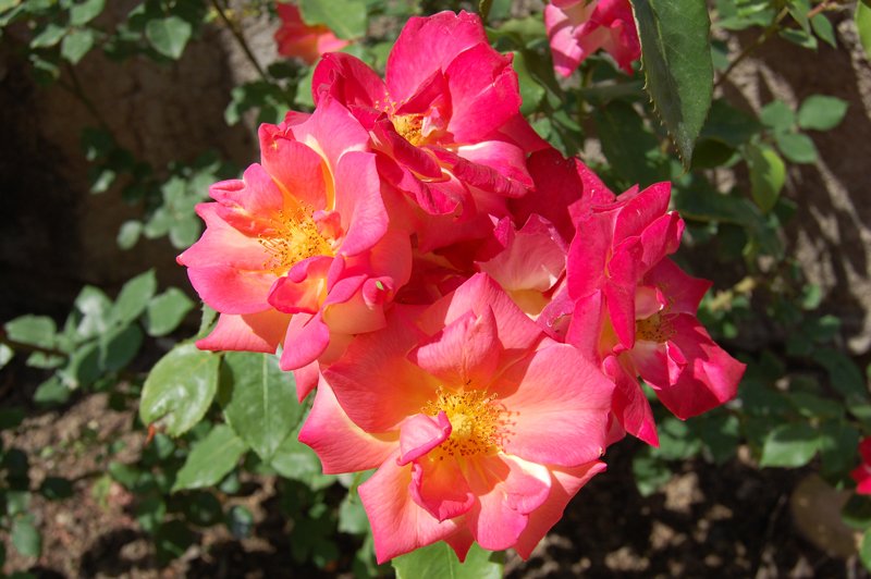 prco rosaleo fiori